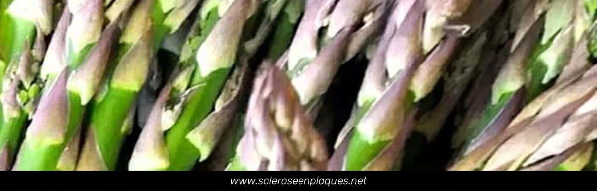 Que sont les prébiotiques ?